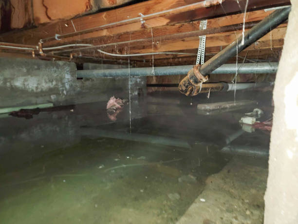 Best Professional water damage repair  in Hawkins, TX